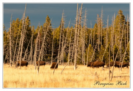 40 Wyoming, Yellowstone np, Bizon