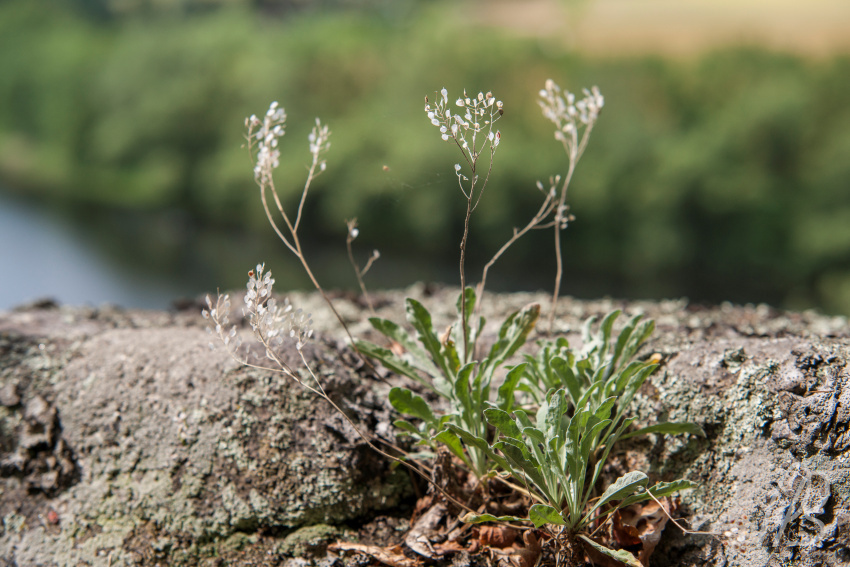 20150621-_DSC2126