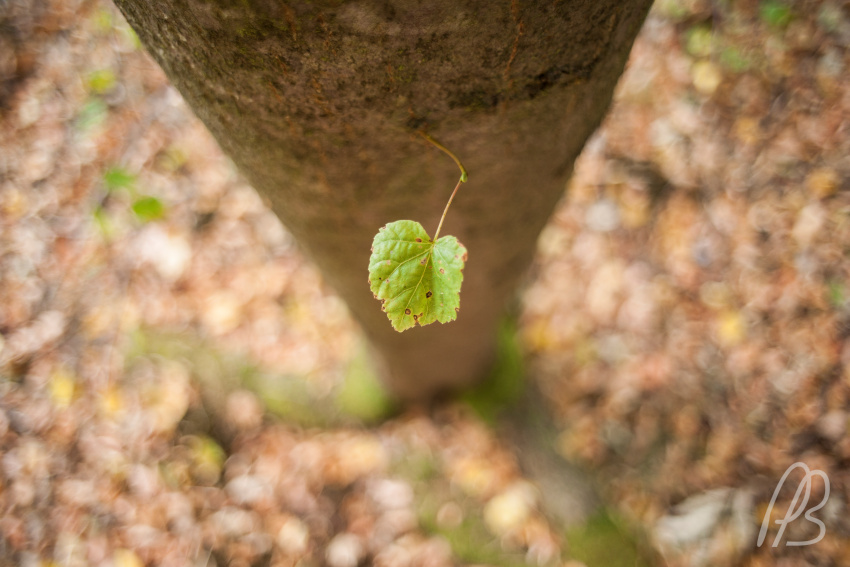 20150727-_DSC3238