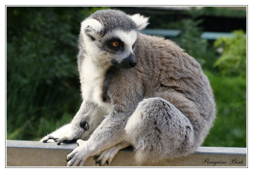 14 Lemur