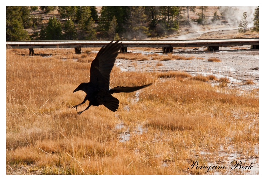 36 Wyoming, Yellowstone np, geysers