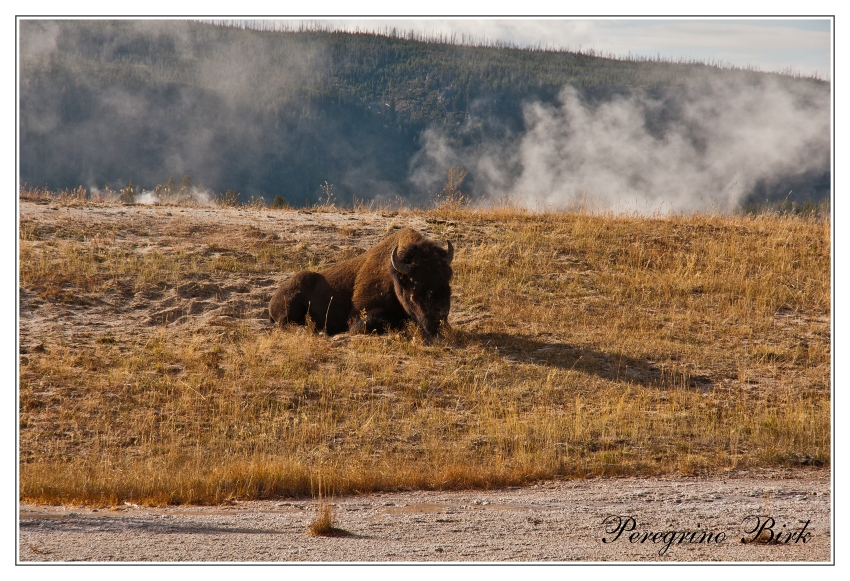 37 Wyoming, Yellowstone np, Bizon