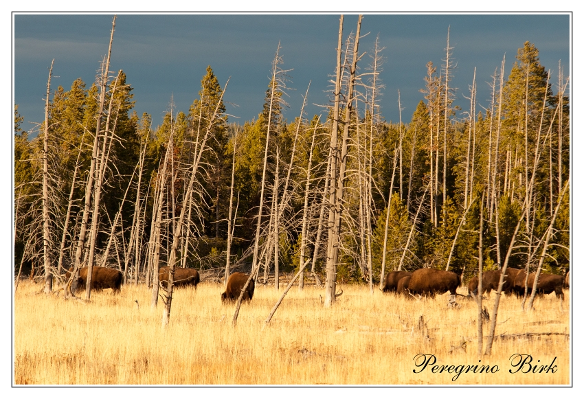 40 Wyoming, Yellowstone np, Bizon