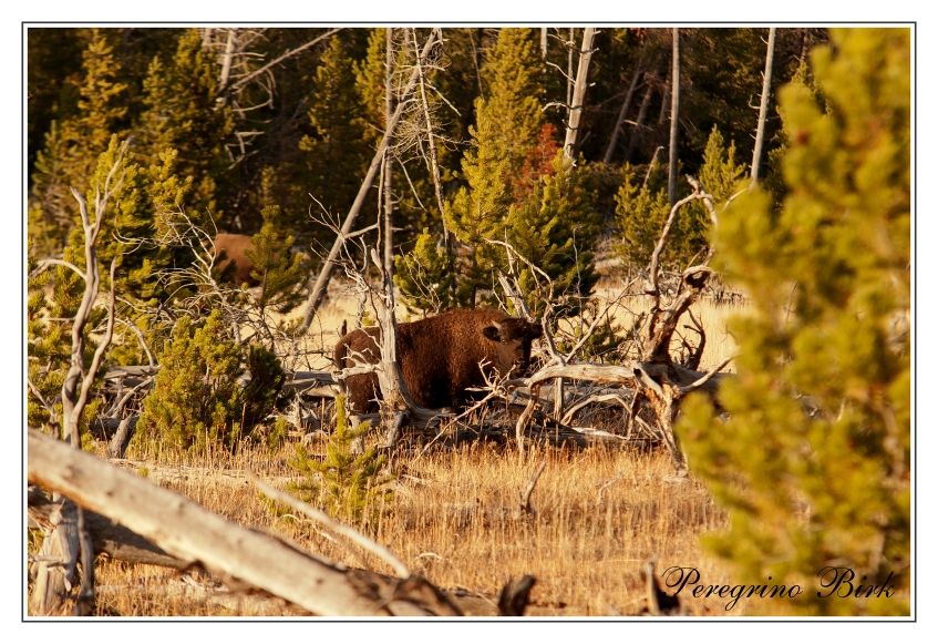 41 Wyoming, Yellowstone np, Bizon