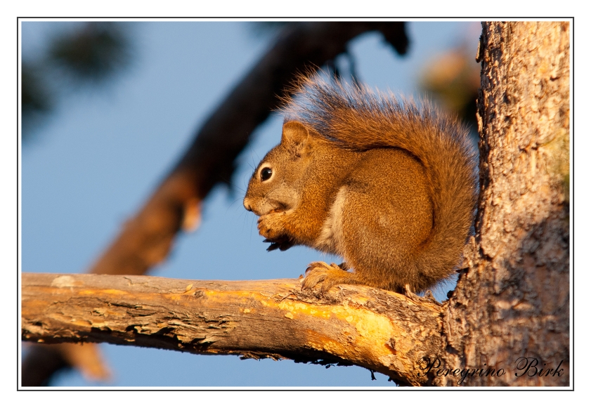 42 Wyoming, Yellowstone np, Chipmunk