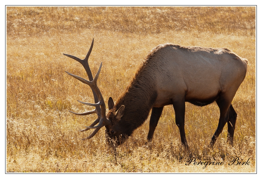 45 Wyoming, Yellowstone np, Jelen