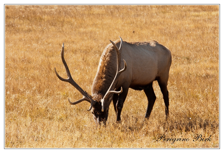 46 Wyoming, Yellowstone np, Jelen