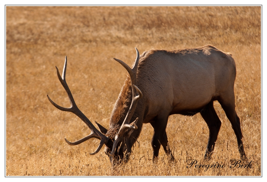 47 Wyoming, Yellowstone np, Jelen