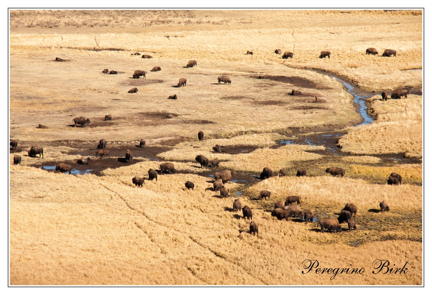 57 Wyoming, Yellowstone np, Bizons