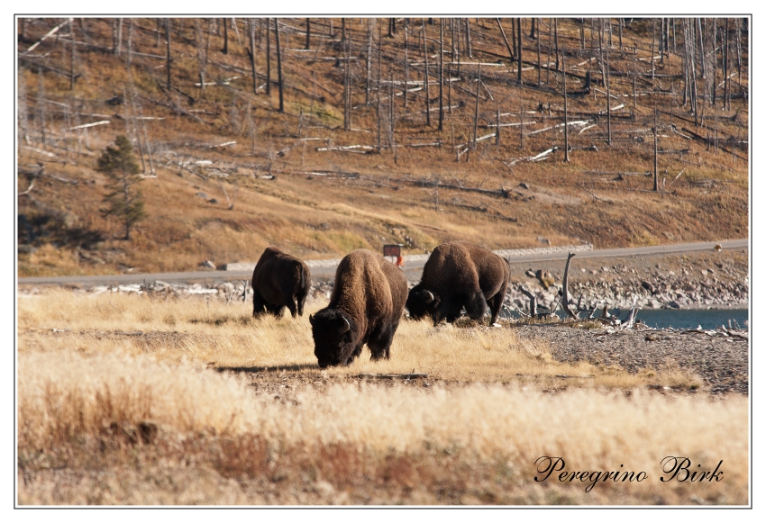 61 Wyoming, Yellowstone np, Yellowstone lake, Bizons