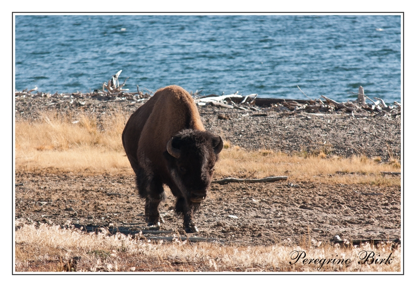 62 Wyoming, Yellowstone np, Yellowstone lake, Bizons