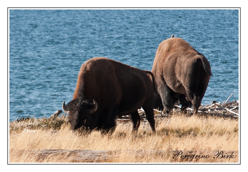 63 Wyoming, Yellowstone np, Yellowstone lake, Bizons