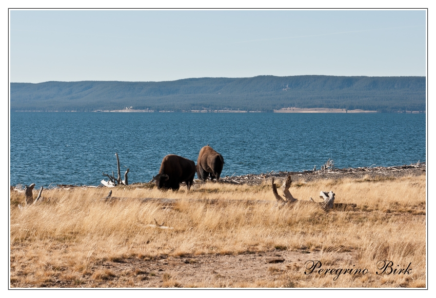 64 Wyoming, Yellowstone np, Yellowstone lake, Bizons