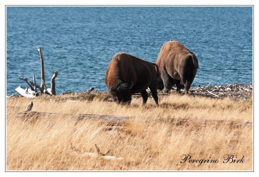 65 Wyoming, Yellowstone np, Yellowstone lake, Bizons