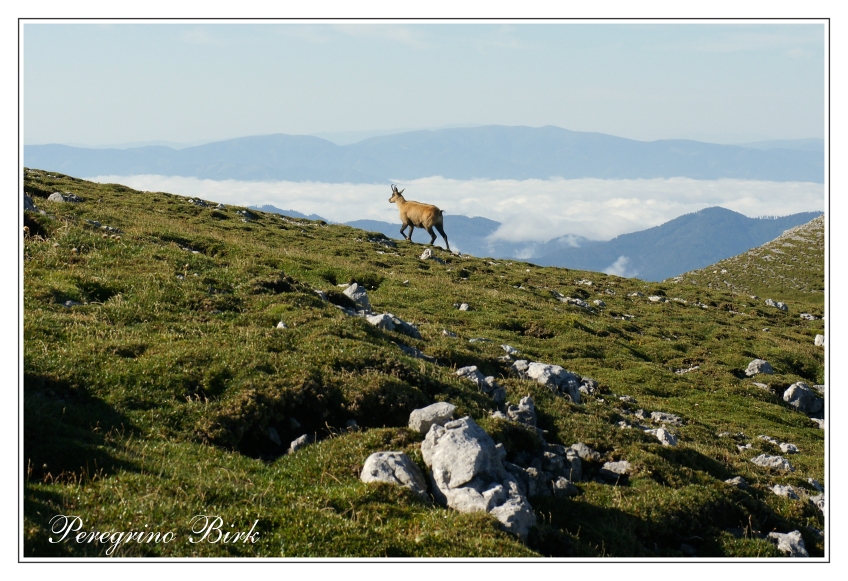 10 Hochschwab, kamzík