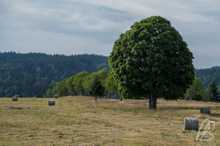 20150718-_DSC2982