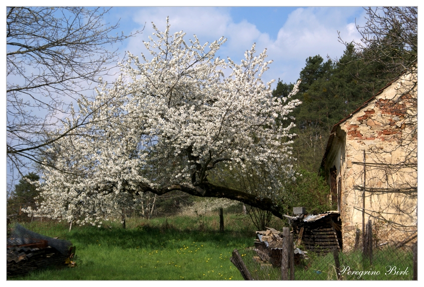 27 Třešeň nad Boroticema